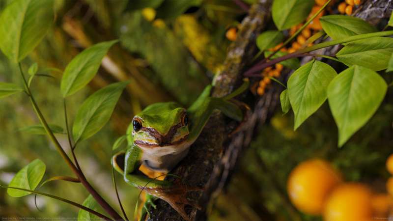 Green tree frog achtergrond
