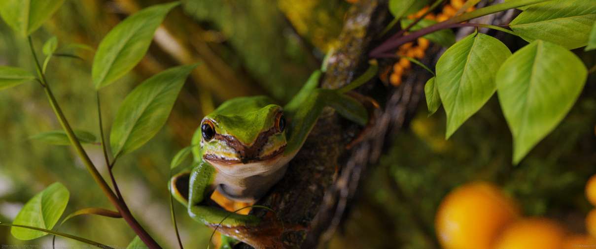 Green tree frog ultrawide achtergrond